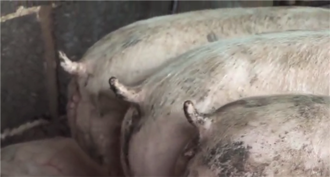 病死動物尸體